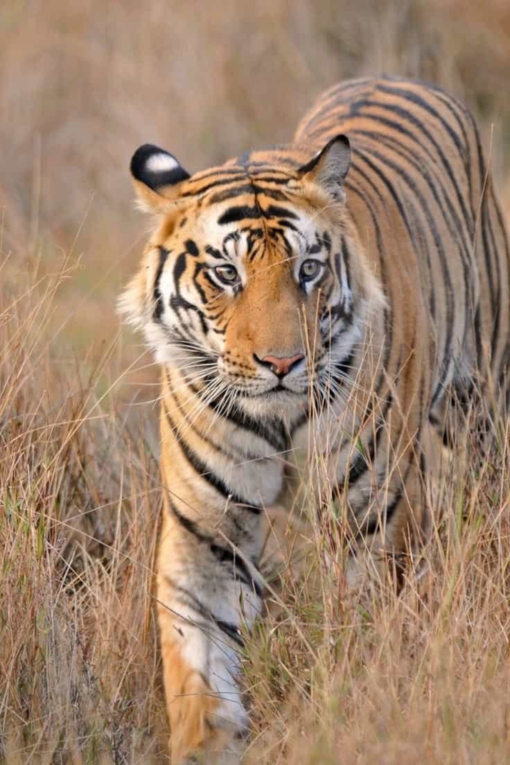 Royal Bengal Tiger in Bandhavgarh National Park