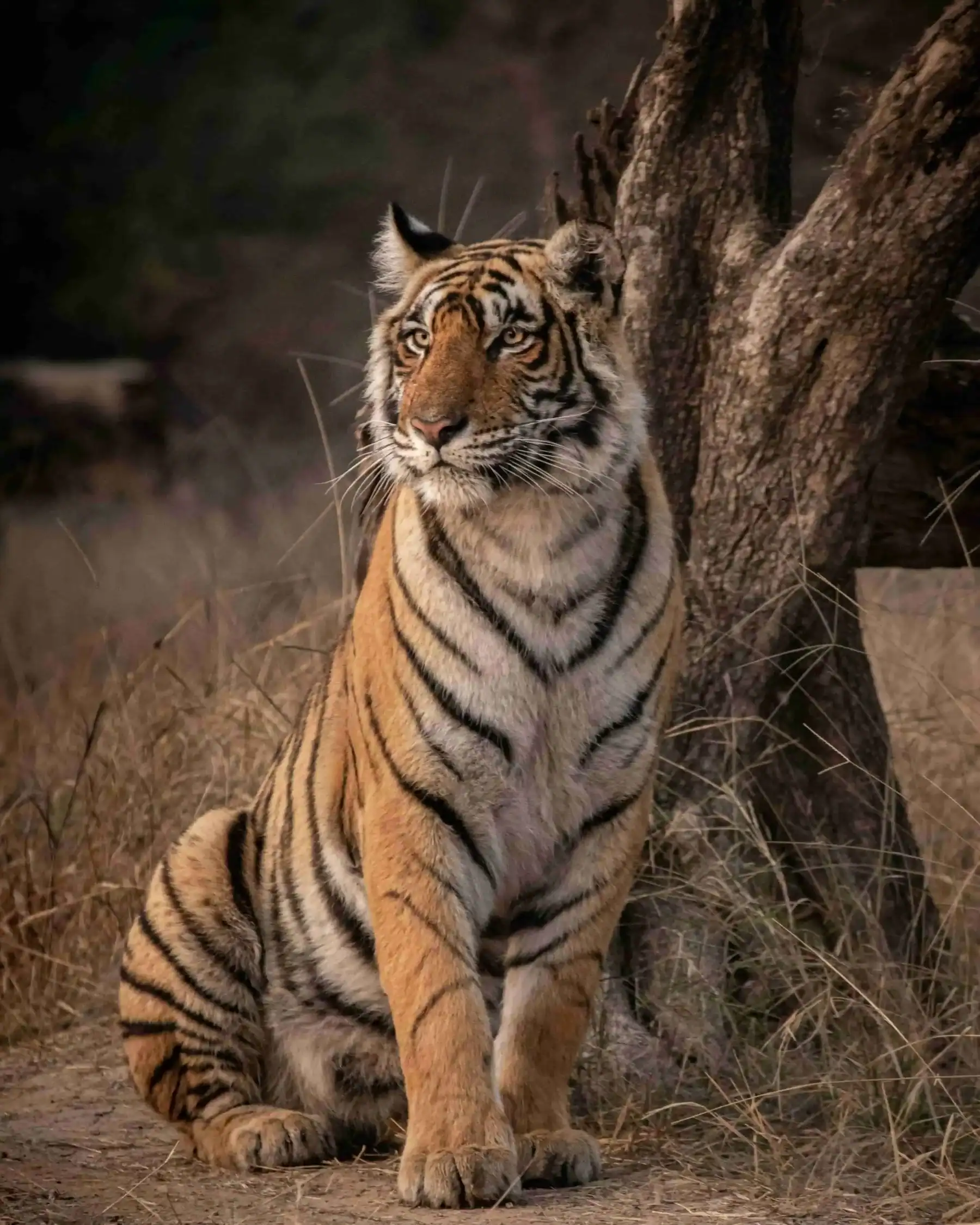 Royal Bengal Tiger Safari in Ranthambore National Park