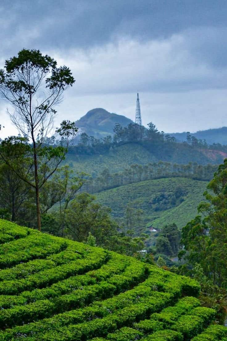 Munnar - Solo Travel in India
