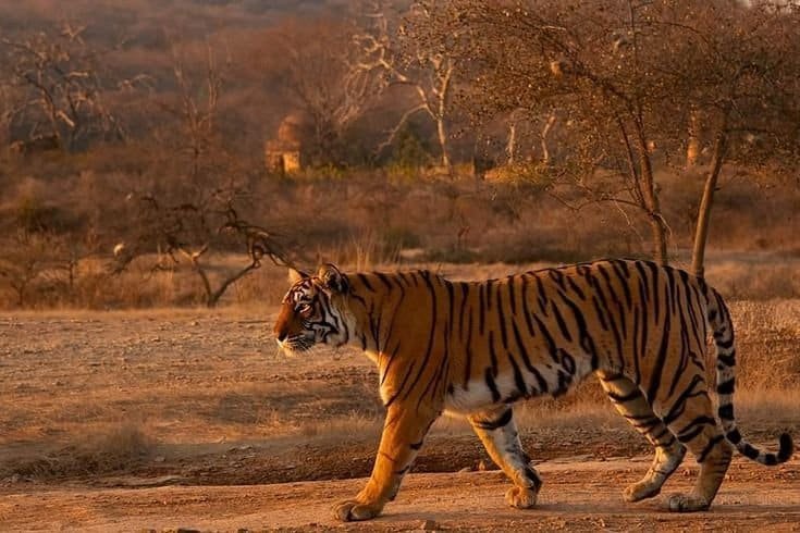 Walking Tiger in Ranthambore National Park